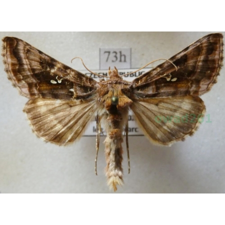 Autographa pulchrina (Haworth, 1809) Błyszczka zdobnica Czech73h